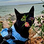 animal, black_cat, cat, closeup, clouds, curious, greenery, harness, nature, outdoor, pet, plant, playful, rocks, scenic, shoreline, sky, tongue_out, water, wildflowers