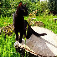 Ragnar participe au concours pour gagner de l'argent avec cette photo : animal, black_cat, cat, curious, daylight, feline, grass, greenery, mammal, meadow, nature, outdoor, plant, shadow, sitting, summer, sunlight, tree_stump, wildlife, yellow_eyes