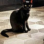 animal, black_cat, cabinet, cat, curious, dark_cabinet, ears, eyes, floor, fur, hexagonal_tiles, home, household, indoor, pet, quiet, sitting, tail, tile_floor, whiskers