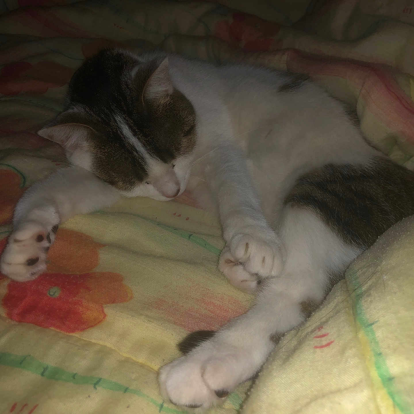 Praline participe au concours pour gagner de l'argent avec cette photo : abyssinian, animal, bed, bedroom, blanket, canine, cat, couch, cushion, furniture, homedecor, indoors, kitten, linen, manx, person, pet, quilt, room, sleeping