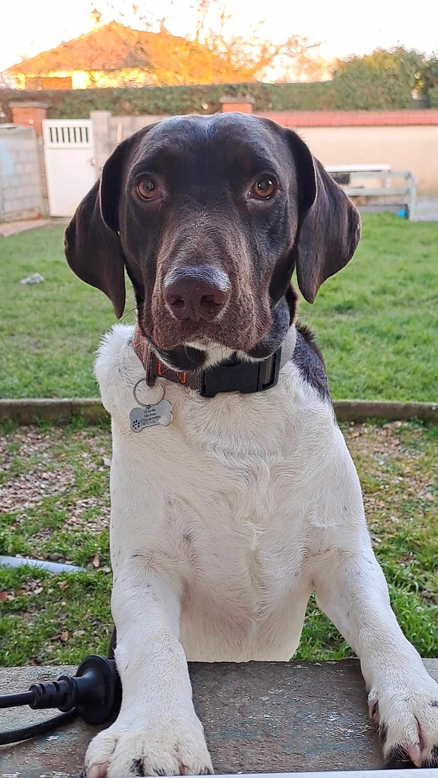 Marcus participe au concours pour gagner de l'argent avec cette photo : dog, black_and_white, pet, collar, tag, outdoor, grass, garden, backyard, animal, canine, fur, ears, nose, paw, curious, looking, sunset, nature, leisure
