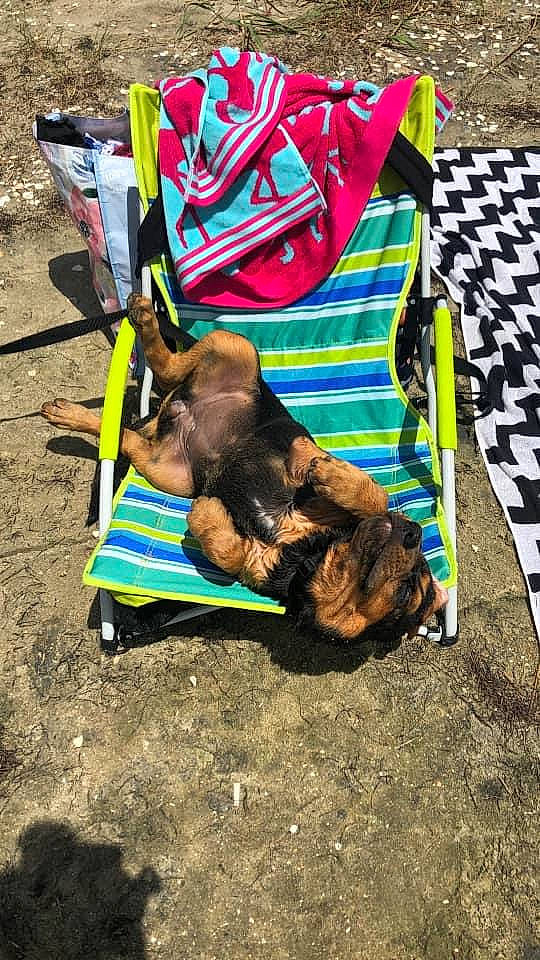 Nellie joined the competition — help win amazing prizes! bag, baggage, canidae, carnivore, collar, companion_dog, dog, dog_breed, dog_collar, dog_supply, liver, luggage_and_bags, pet_supply, shoulder_bag, sporting_group, working_animal, working_dog