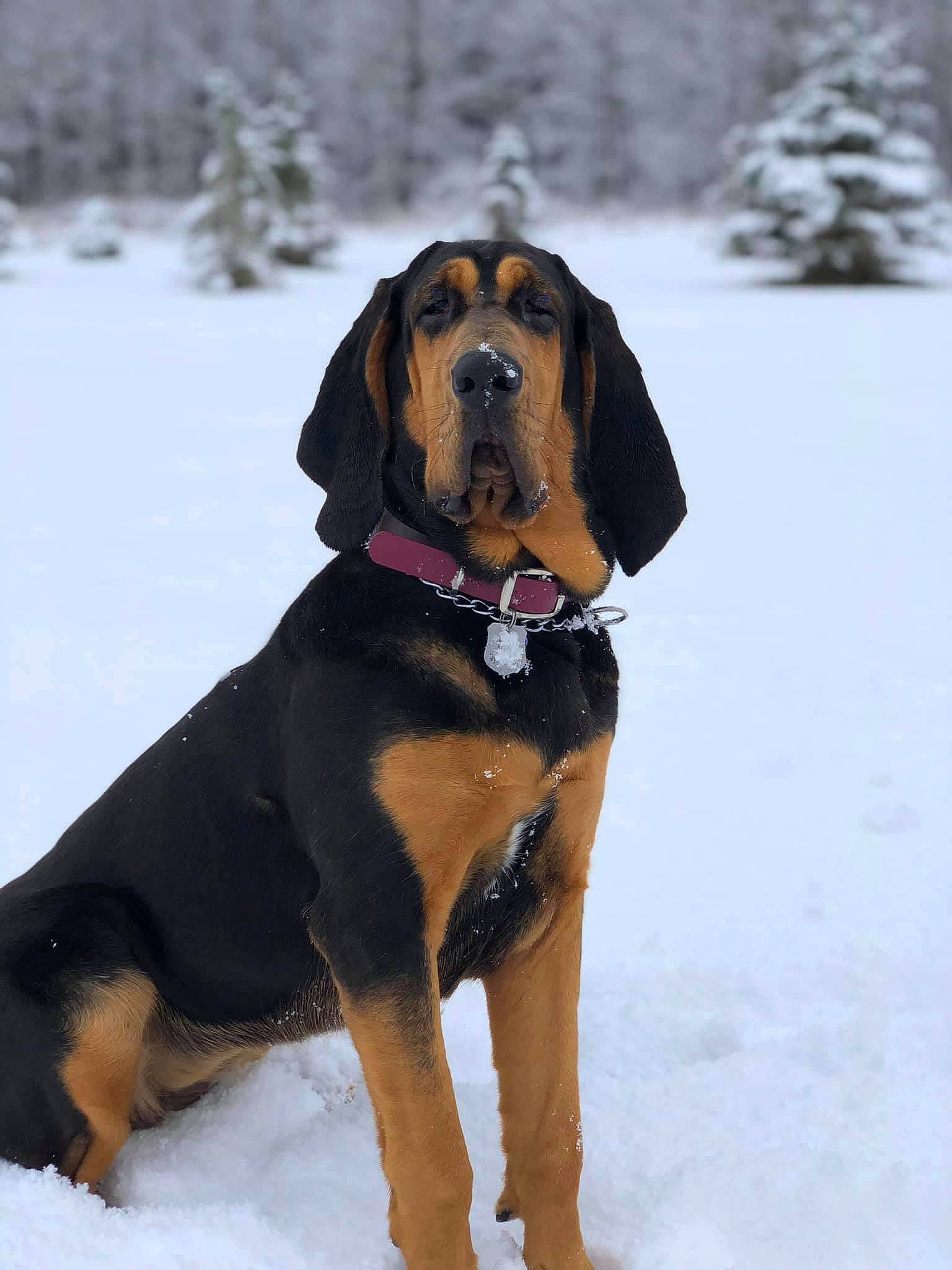 Nellie is registered to the contest to win money with this photo: brown, canidae, carnivore, collar, companion_dog, dog, dog_breed, dog_collar, fawn, freezing, fur, geological_phenomenon, hound, precipitation, snout, snow, sporting_group, vertebrate, winter, working_animal
