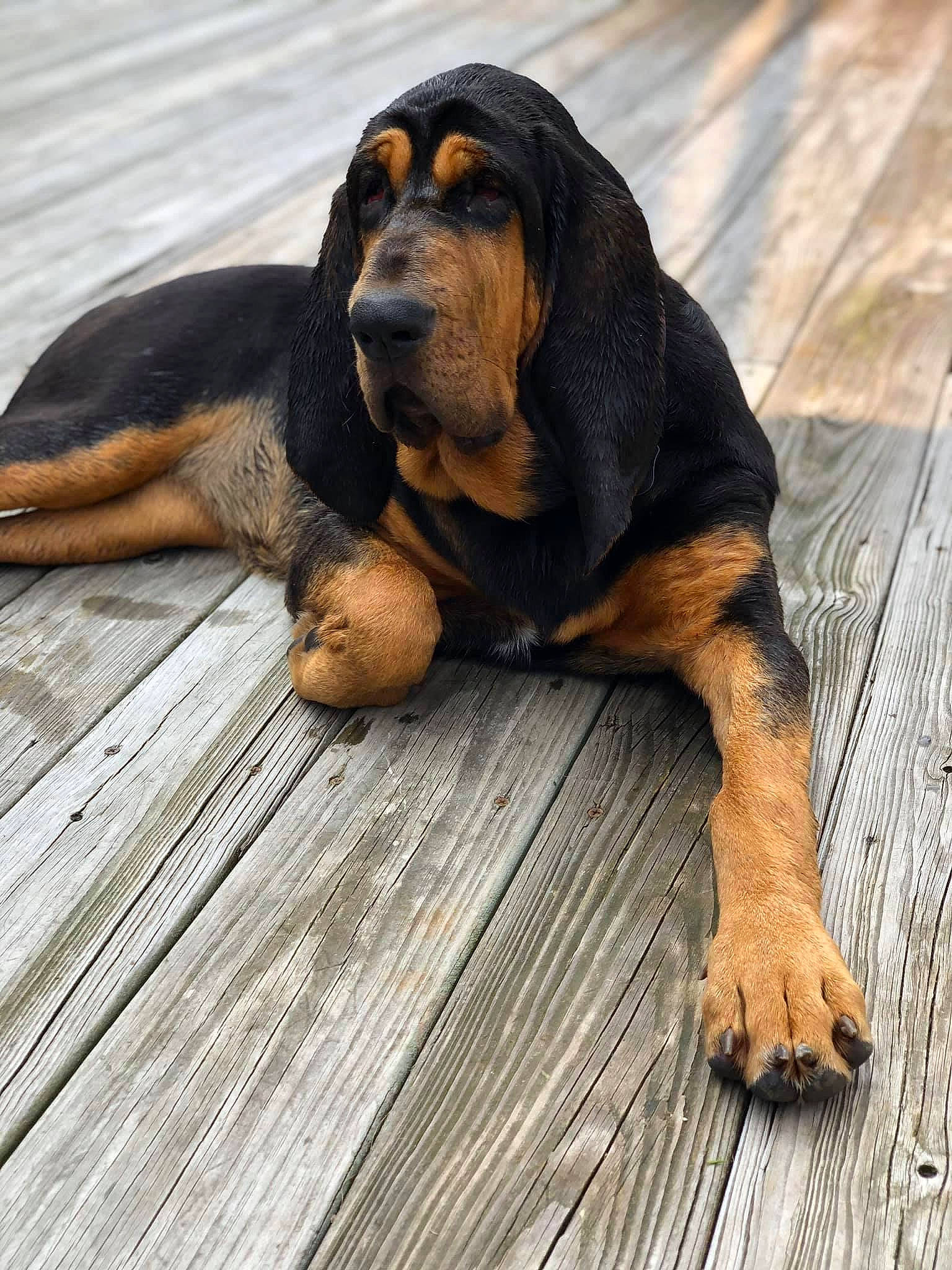 Nellie is registered to the contest to win money with this photo: brown, canidae, carnivore, comfort, companion_dog, dog, dog_breed, fawn, floor, hardwood, hound, paw, plank, scent_hound, snout, tan, wood, wood_flooring, wood_stain, working_animal