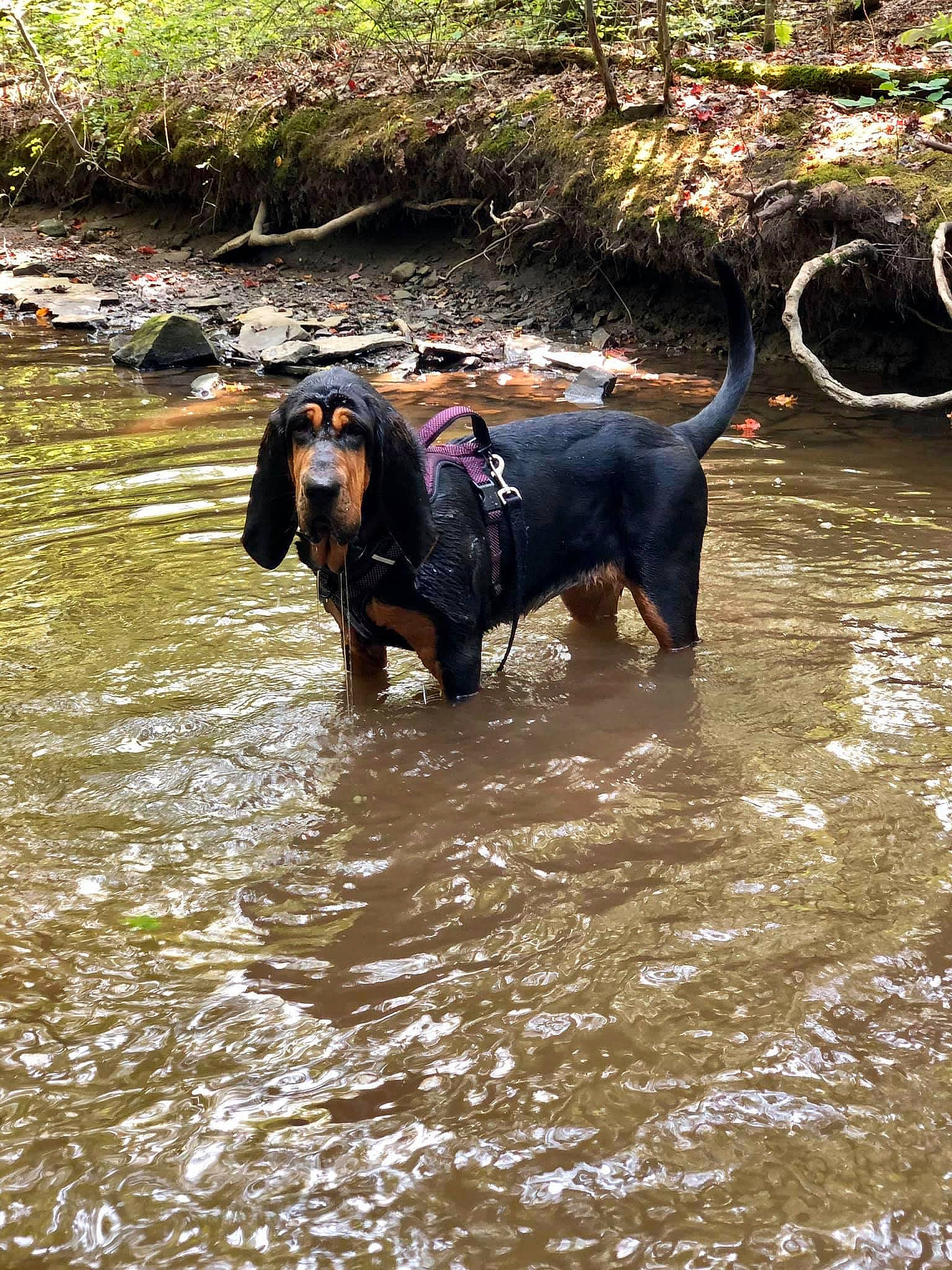 Nellie is registered to the contest to win money with this photo: canidae, carnivore, collar, companion_dog, dachshund, dog, dog_breed, dog_collar, hound, hunting_dog, liver, scent_hound, sporting_group, stream, tail, vertebrate, water_resources, watercourse, working_animal, working_dog