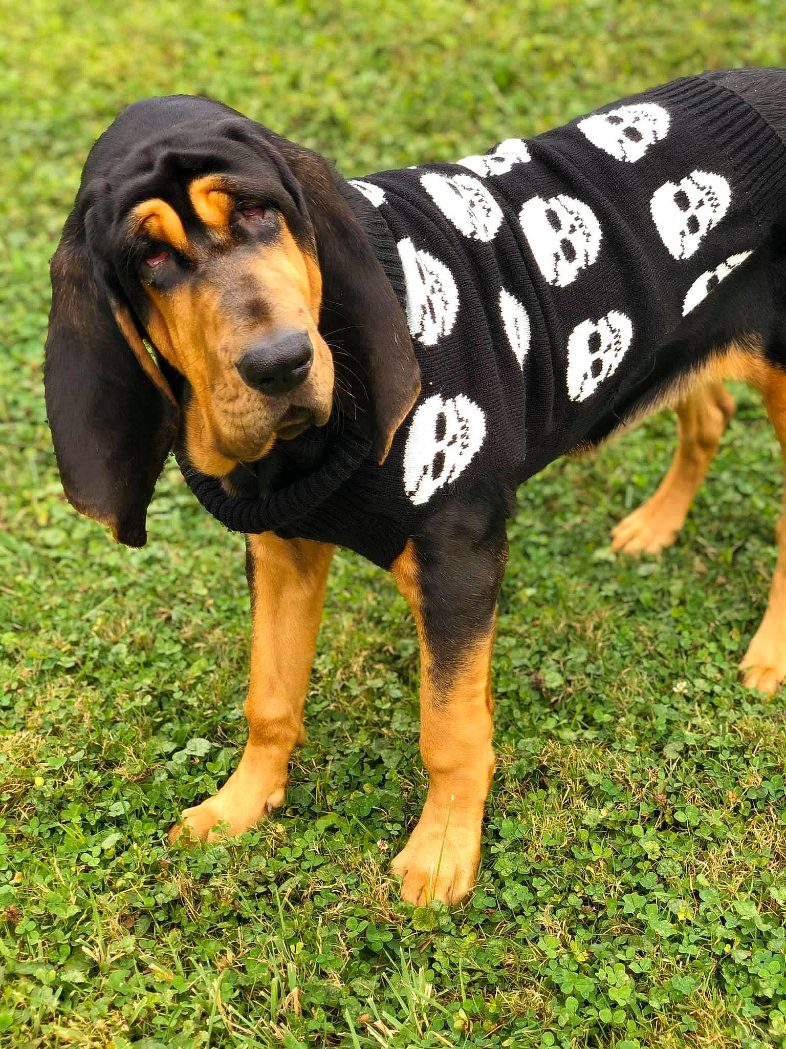 Nellie joined the competition — help win amazing prizes! brown, canidae, carnivore, companion_dog, dachshund, dog, dog_breed, dog_clothes, dog_supply, fawn, foot, grass, hound, mammal, scent_hound, snout, terrestrial_animal, vertebrate, working_animal, working_dog