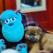 Alfie joined the competition — help win amazing prizes! puppy, dog, stuffed_toy, plush_toy, blue_monster_toy, toy_face, animal, pet, fluffy_fur, cute, sleeping, indoor, blanket, plaid_pattern, cuddling, brown_fur, carpet, door, soft_toys, closeup