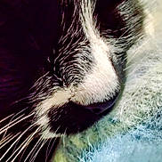 Hades is registered to the contest to win money with this photo: black_and_white_fur, blanket, cat, close_up, closeup_shot, cozy, detailed, domestic_cat, fur_texture, indoor, macro_photography, muzzle, nose, pet, portrait_style, sleeping, snout, soft, tuxedo_cat, whiskers