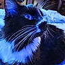 animal, bed, black_and_white, blue_light, cat, close_up, cozy, curious, domestic_cat, feline, fur, home, indoor, looking_away, pet, portrait, relaxed, soft, tuxedo_cat, whiskers