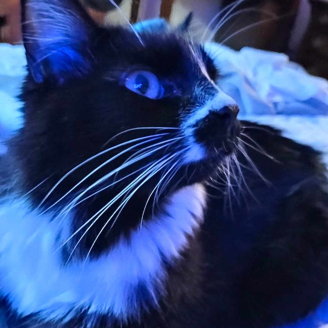 Hades
