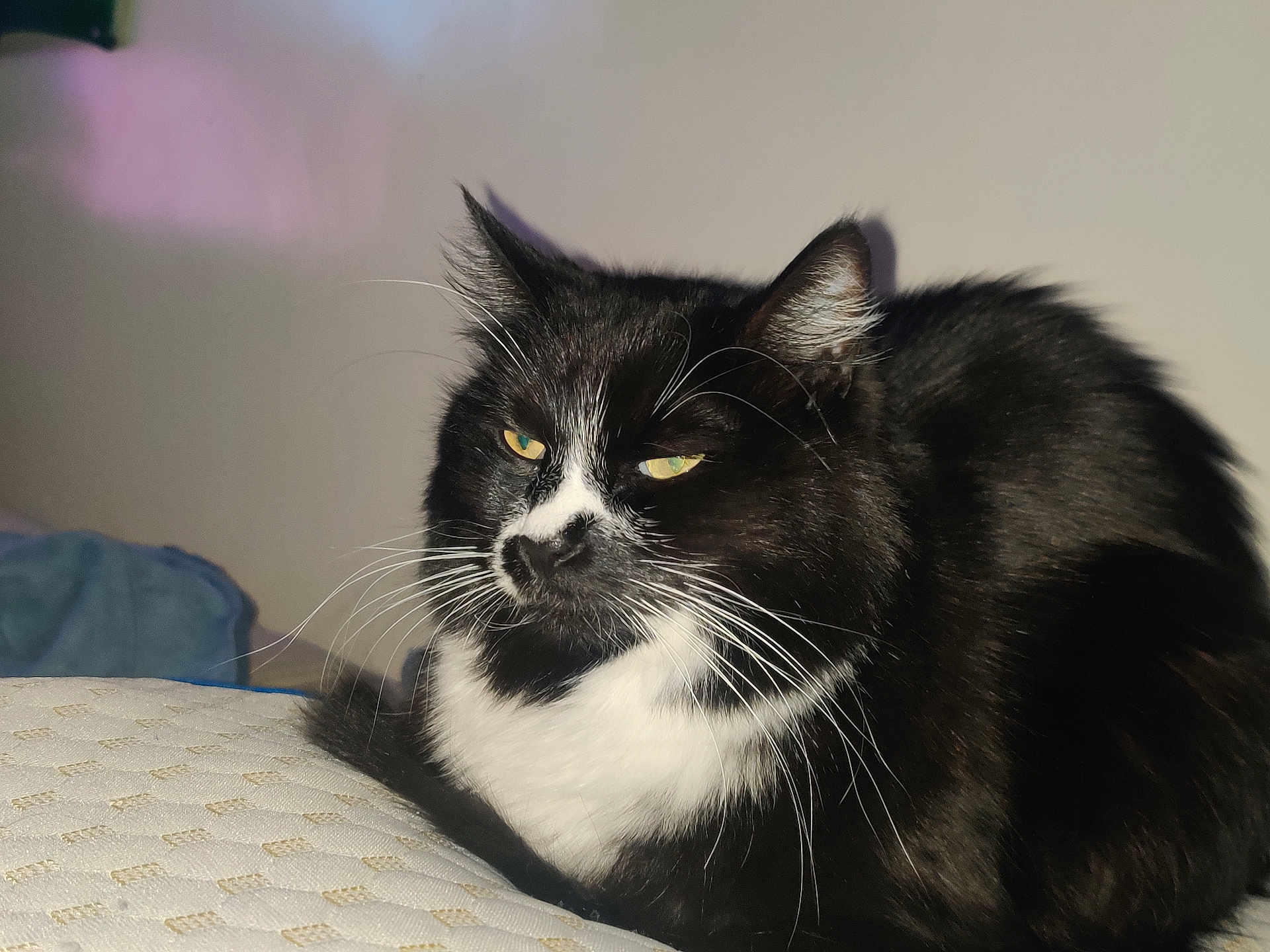 Hades joined the competition — help win amazing prizes! cat, tuxedo_cat, pet, whiskers, fur, yellow_eyes, indoor, bed, mattress, resting, close_up, portrait, black_and_white, feline, ears, calm, long_hair, home, animal, cute