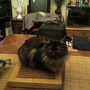 Chippie a rejoint le concours — aidez-le/la à gagner de superbes lots !