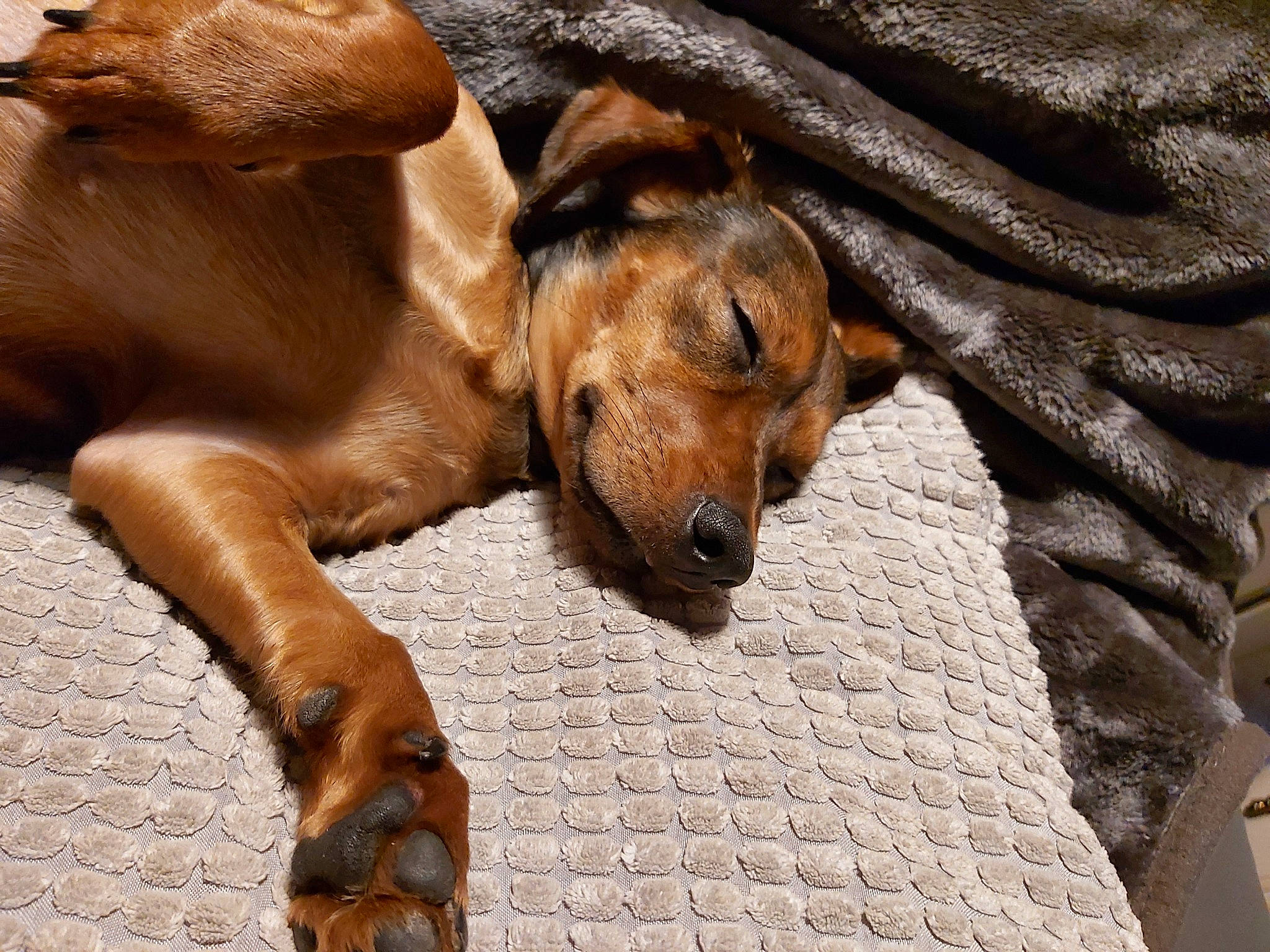 Maya participe au concours pour gagner de l'argent avec cette photo : canidae, carnivore, companion_dog, coonhound, dog, dog_breed, fawn, hound, mammal, redbone_coonhound, rhodesian_ridgeback, segugio_italiano, snout, vertebrate