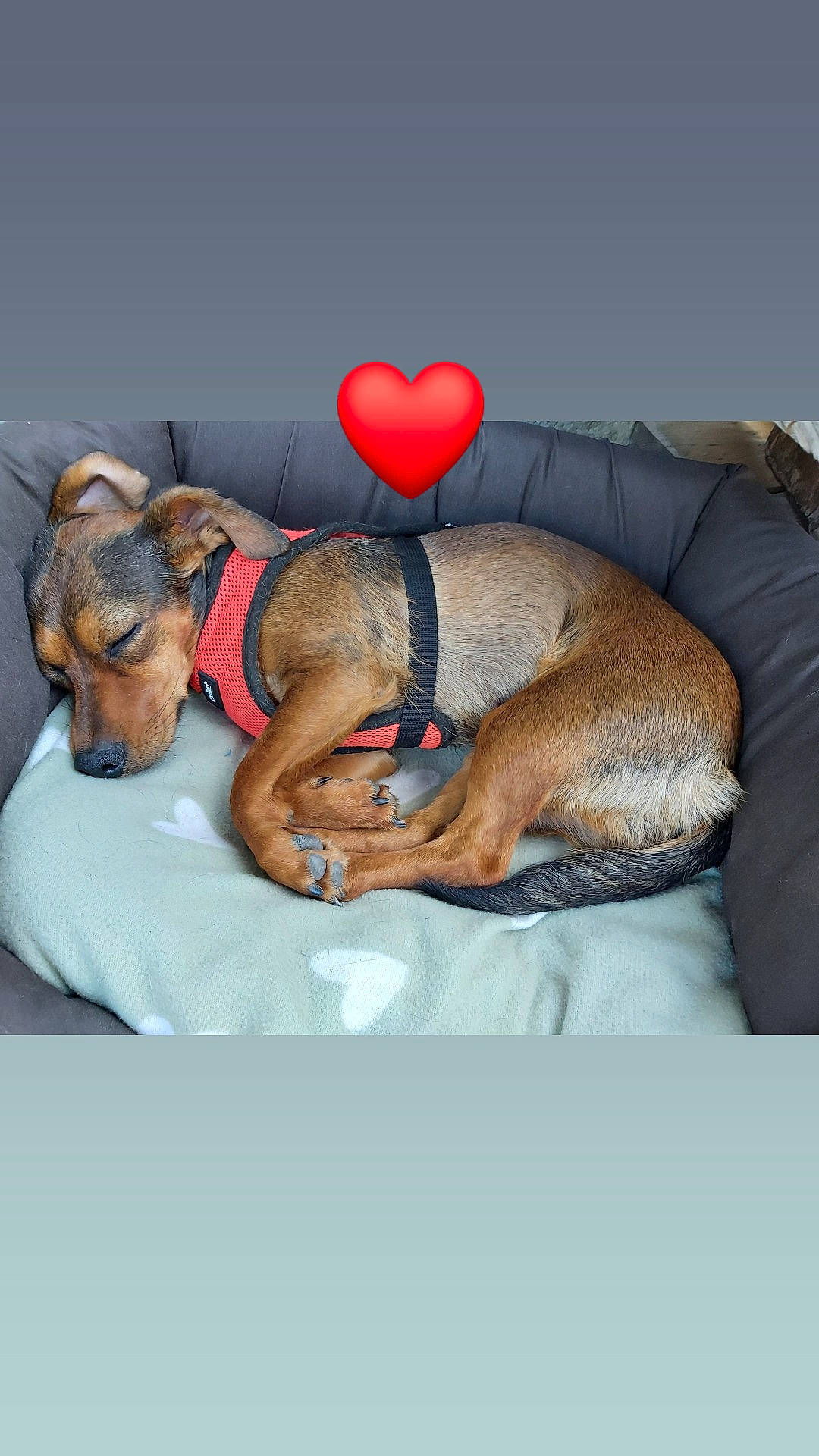 Maya a rejoint le concours — aidez-le/la à gagner de superbes lots ! canidae, carnivore, comfort, companion_dog, dachshund, dog, dog_breed, fawn, love, miniature_pinscher, nap, paw, puppy, puppy_love, snout, toy_dog
