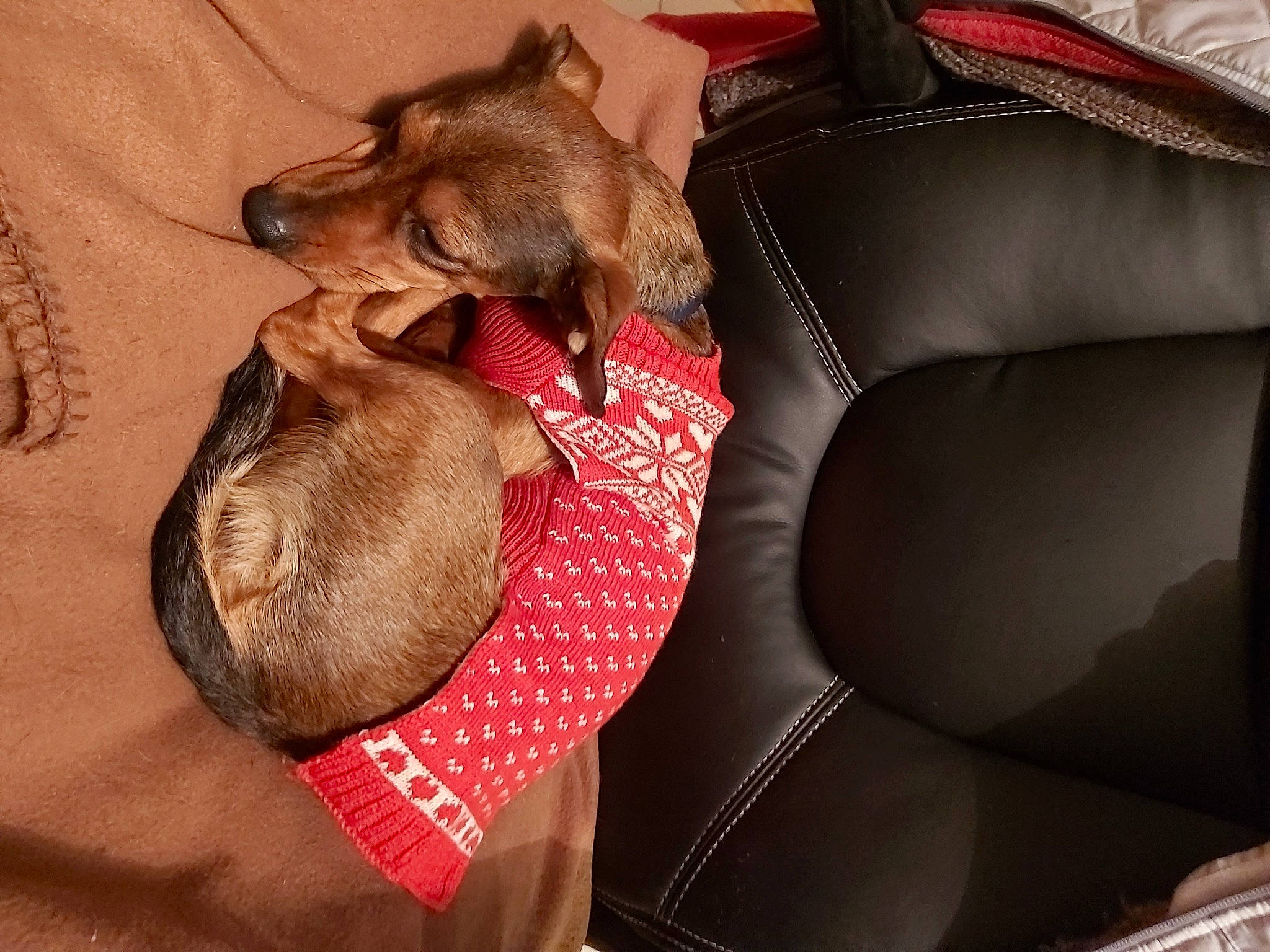 Maya a rejoint le concours — aidez-le/la à gagner de superbes lots ! canidae, car_seat, carnivore, comfort, dog, dog_breed, ear, fawn, lurcher, puppy, toy_dog