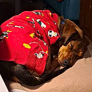 Maya a rejoint le concours — aidez-le/la à gagner de superbes lots ! bag, baggage, brown, carmine, carnivore, comfort, companion_dog, dog, dog_breed, dog_supply, linens, liver, luggage_and_bags, nap, pattern, pet_supply, sporting_group, tints_and_shades, vertebrate, working_animal