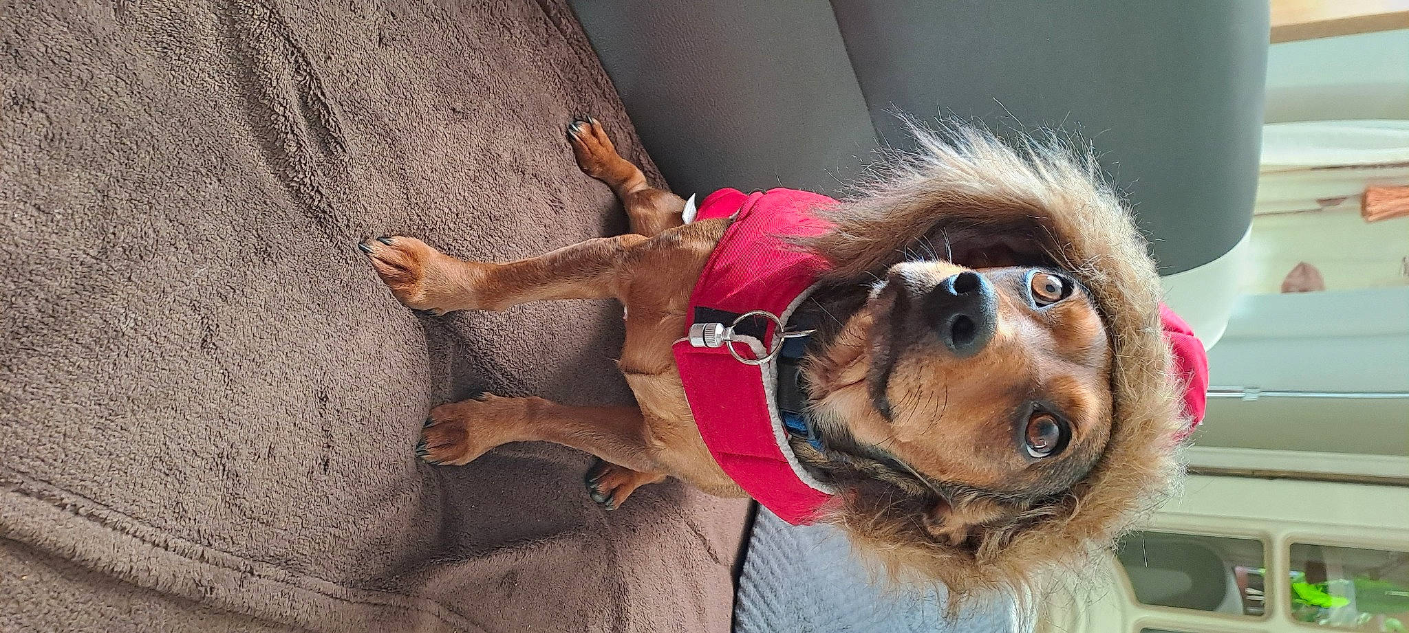 Maya a rejoint le concours — aidez-le/la à gagner de superbes lots ! beard, canidae, carnivore, collar, companion_dog, dog, dog_breed, dog_collar, eyewear, fawn, fur, goggles, leash, liver, snout, sporting_group, sunglasses, whiskers, working_animal, wrinkle