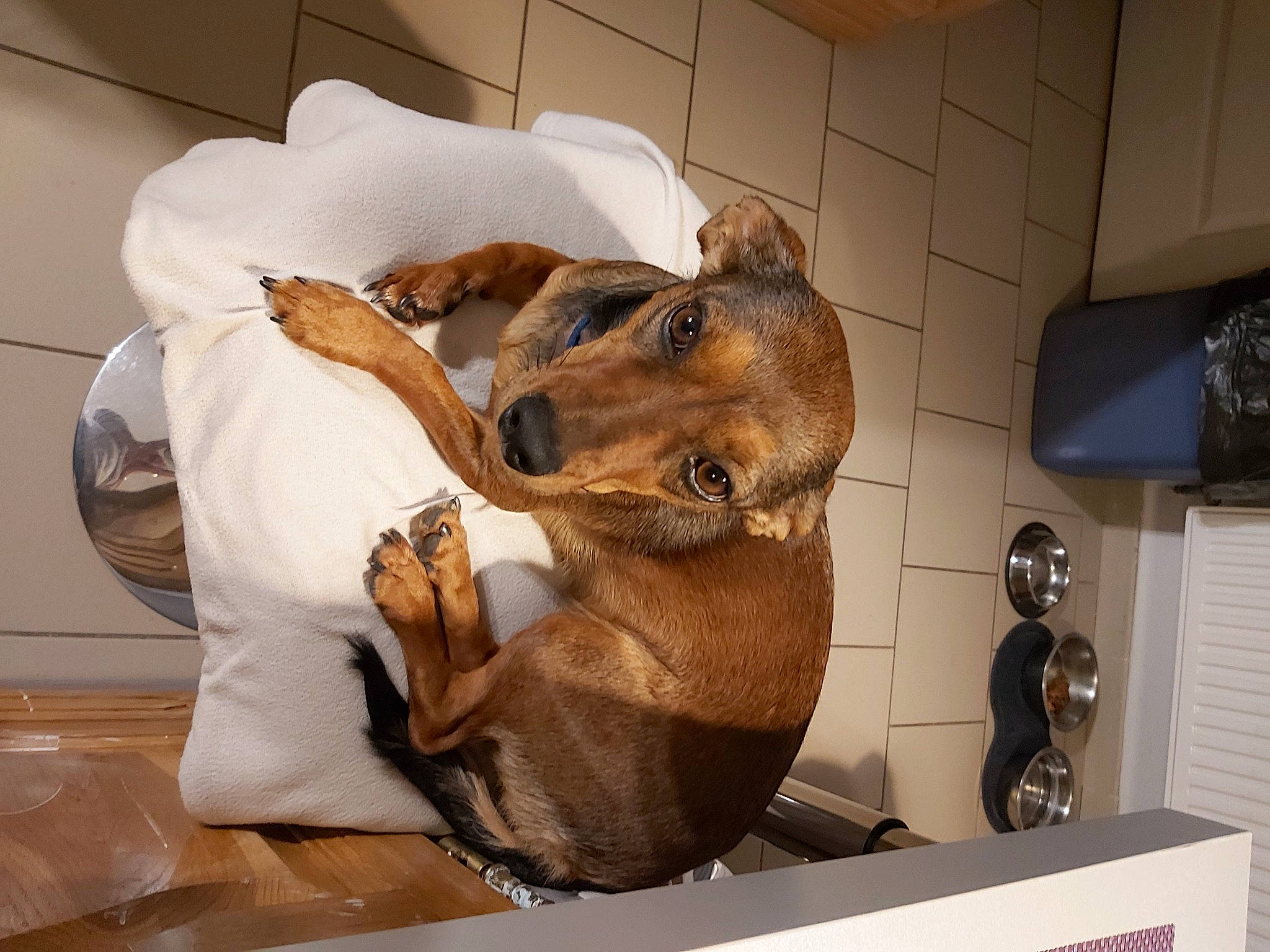 Maya participe au concours pour gagner de l'argent avec cette photo : canidae, carnivore, companion_dog, dog, dog_breed, fawn, liver, pet_supply, snout, sporting_group, tan, working_animal, working_dog