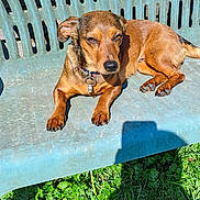 Maya participe au concours pour gagner de l'argent avec cette photo : animal, bench, brown, collar, daylight, dog, grass, nature, outdoor, pet, relaxed, resting, rustic, seat, shadow, sleepy, small_dog, summer, sunlight, wood