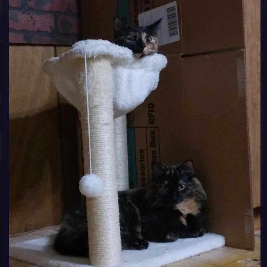 Blinkin And Misa is registered to the contest to win money with this photo: animal, blackcat, box, canine, cardboard, carton, cat, couch, den, dog, furniture, hardwood, indoors, interiordesign, kitten, manx, pet, plywood, text, wood