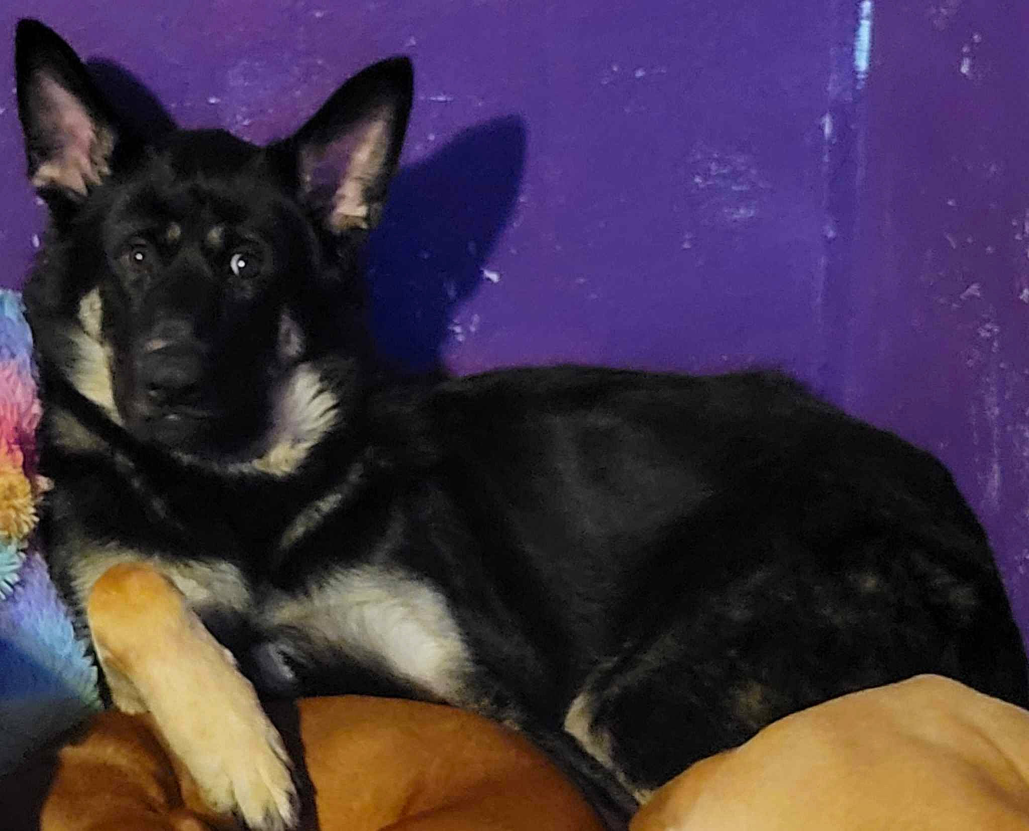 Rufus Lee is registered to the contest to win money with this photo: canidae, carnivore, companion_dog, dog, dog_breed, dog_supply, electric_blue, fawn, fur, king_shepherd, snout, sporting_group, terrestrial_animal, whiskers, working_animal, working_dog