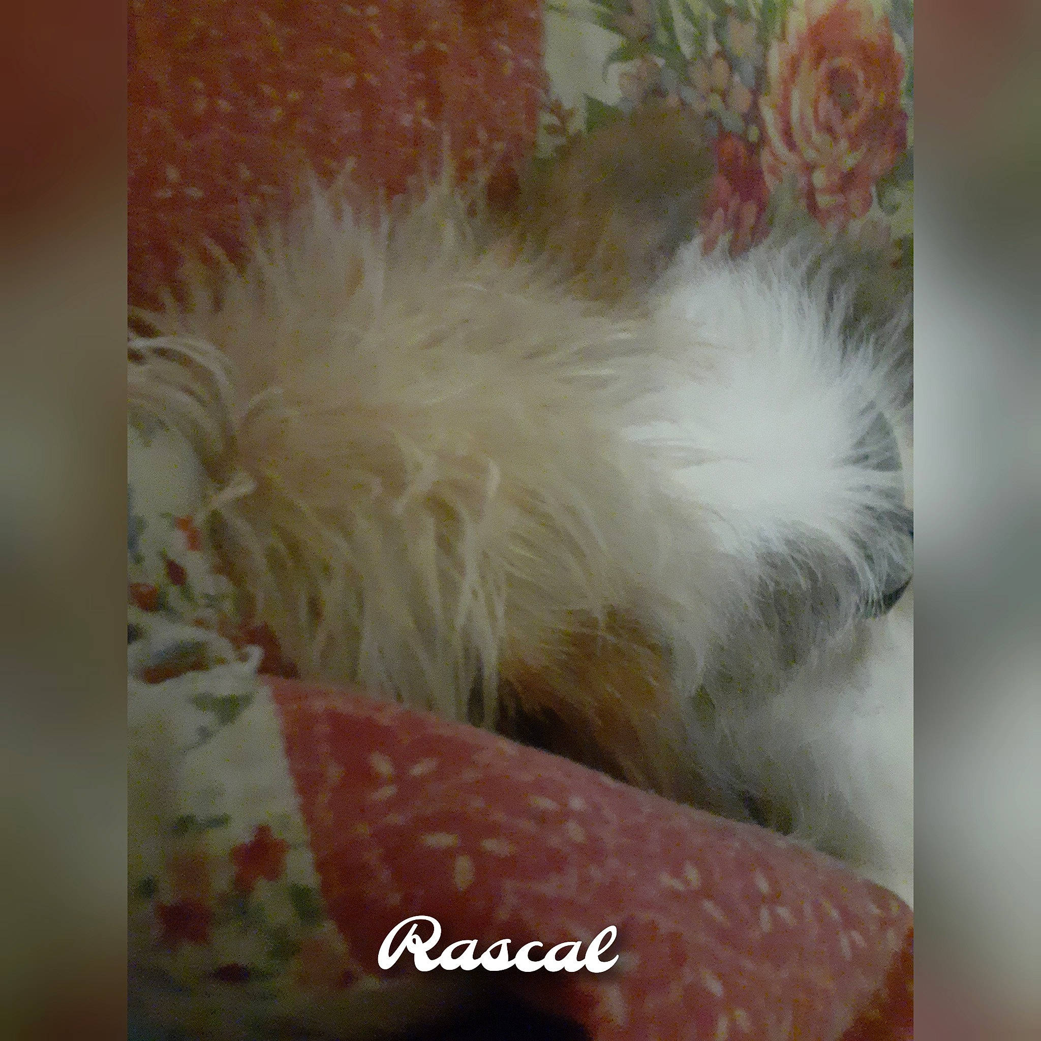 Rascal is registered to the contest to win money with this photo: companion_dog, fashion_accessory, fawn, feather, fur, magenta, natural_material, pattern, peach, petal, plant, rectangle, room, tail, visual_arts