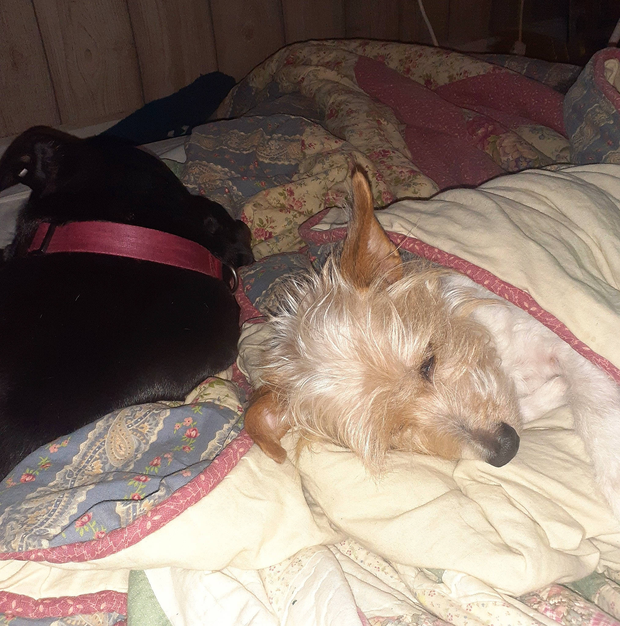 Rascal is registered to the contest to win money with this photo: canidae, carnivore, collar, comfort, companion_dog, costume_hat, dog, dog_breed, dog_supply, fawn, felidae, fur, liver, nap, non_sporting_group, small_terrier, sporting_group, terrier, toy_dog, working_animal