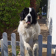 Pongo participe au concours pour gagner de l'argent avec cette photo : animal, black_and_white, canine, cute, daylight, dog, domestic, fence, fluffy, friendly, garden, greenery, happy, nature, outdoor, pet, sunny, tongue_out, white_fence, yard