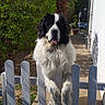animal, black_and_white, canine, cute, daylight, dog, domestic, fence, fluffy, friendly, garden, greenery, happy, nature, outdoor, pet, sunny, tongue_out, white_fence, yard