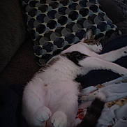 Lucky joined the competition — help win amazing prizes! animal, black, blanket, cat, comfort, couch, cozy, domestic_animal, feline, fur, indoor, pattern, paw, pet, pillow, relaxed, resting, sleeping, tail, white