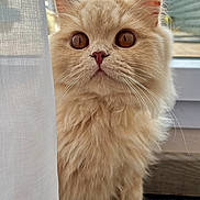 Sun participe au concours pour gagner de l'argent avec cette photo : cat, fluffy, cream_color, curtain, window, indoor, pet, whiskers, close_up, feline, mat, ears, nose, eyes, soft_light, domestic_animal, curious, sitting, fur, home
