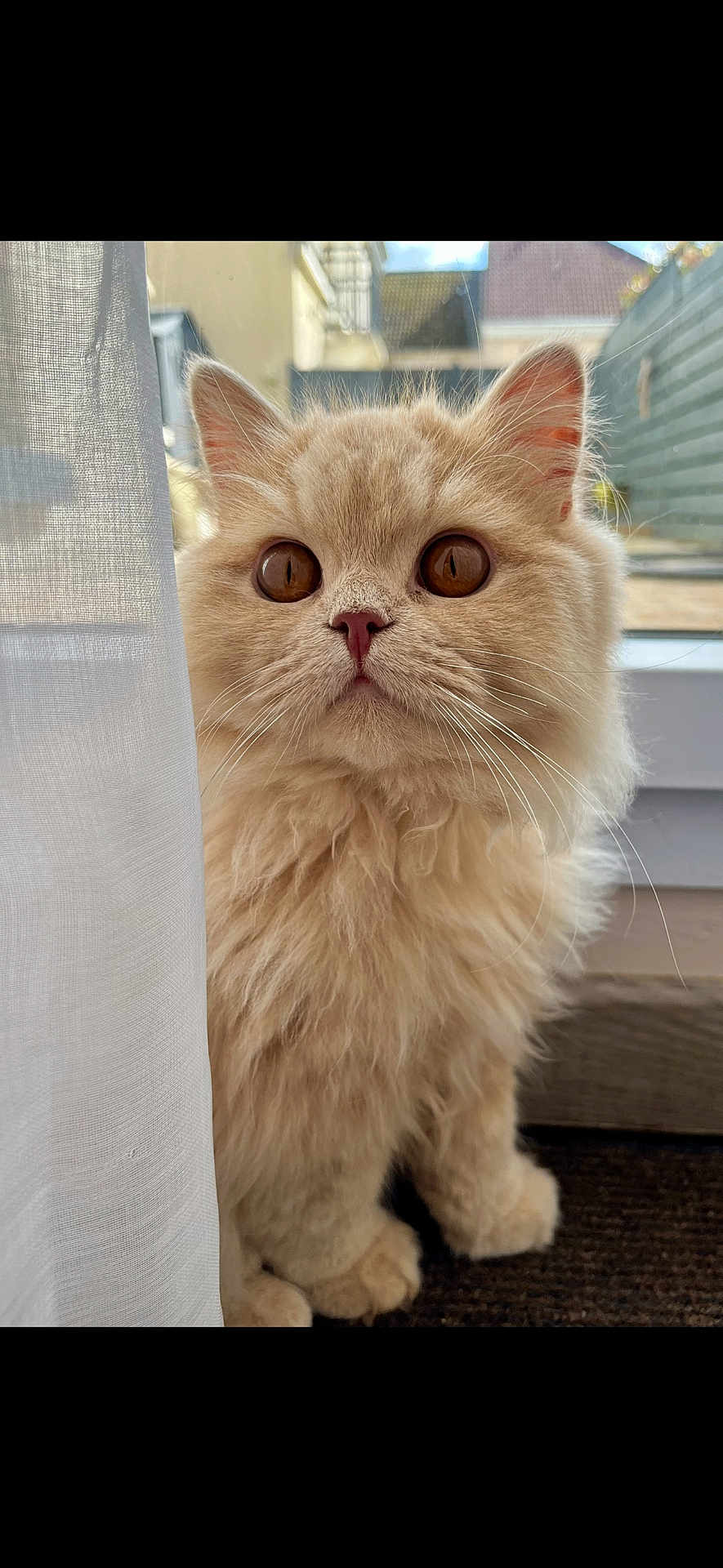 Sun participe au concours pour gagner de l'argent avec cette photo : cat, fluffy, cream_color, curtain, window, indoor, pet, whiskers, close_up, feline, mat, ears, nose, eyes, soft_light, domestic_animal, curious, sitting, fur, home