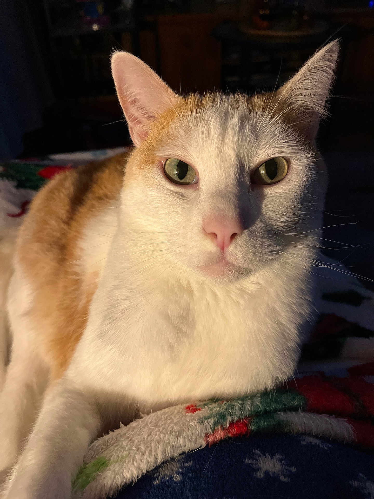 Petit Roux a rejoint le concours — aidez-le/la à gagner de superbes lots ! cat, close_up, portrait, animal, pet, feline, orange_and_white, green_eyes, fur, whiskers, nose, indoor, blanket, cozy, resting, cute, warm_light, soft_texture, curious, calm