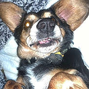 Buddy joined the competition — help win amazing prizes! dog, pet, closeup, lying_down, paws, ears, black_and_brown, fur, blanket, indoor, cute, animal, domestic_animal, canine, paw_pads, whiskers, collar, tag, playful, funny_expression