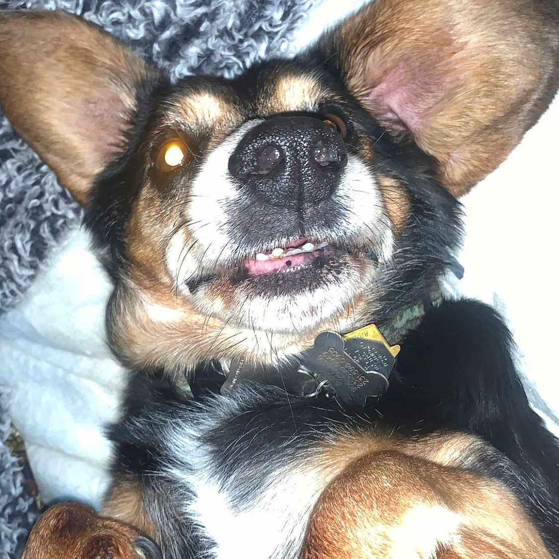 Buddy