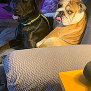 Roo Riggsby is registered to the contest to win money with this photo: dog, bulldog, black_dog, couch, blanket, person, tongue_out, collar, living_room, pillow, armrest_cover, remote_control, water_bottle, table, side_table, indoor, pet, sitting, wrinkles, portrait