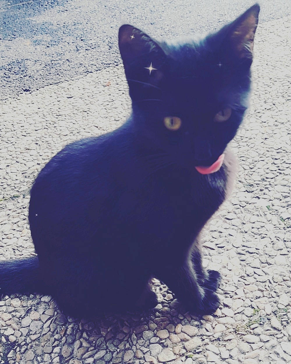 Plume participe au concours pour gagner de l'argent avec cette photo : asian, black_cat, bombay, carnivore, cat, domestic_short_haired_cat, felidae, kitten, shadow, sky, small_to_medium_sized_cats, snapshot, snout, tail, whiskers