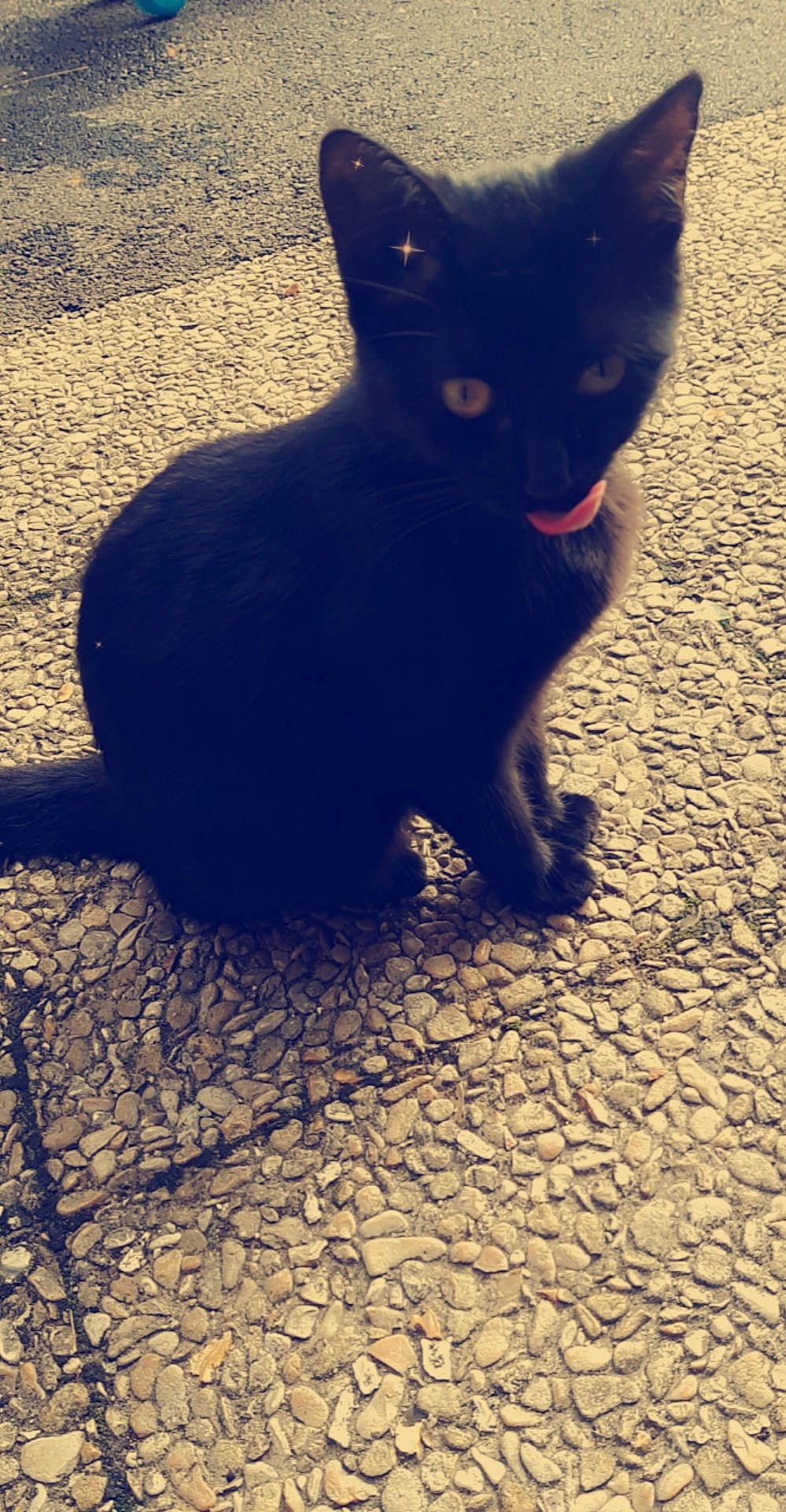 Plume participe au concours pour gagner de l'argent avec cette photo : asian, black, black_cat, bombay, burmese, carnivore, cat, domestic_short_haired_cat, ear, eye, felidae, fur, kitten, shadow, sky, small_to_medium_sized_cats, snapshot, snout, tail, whiskers