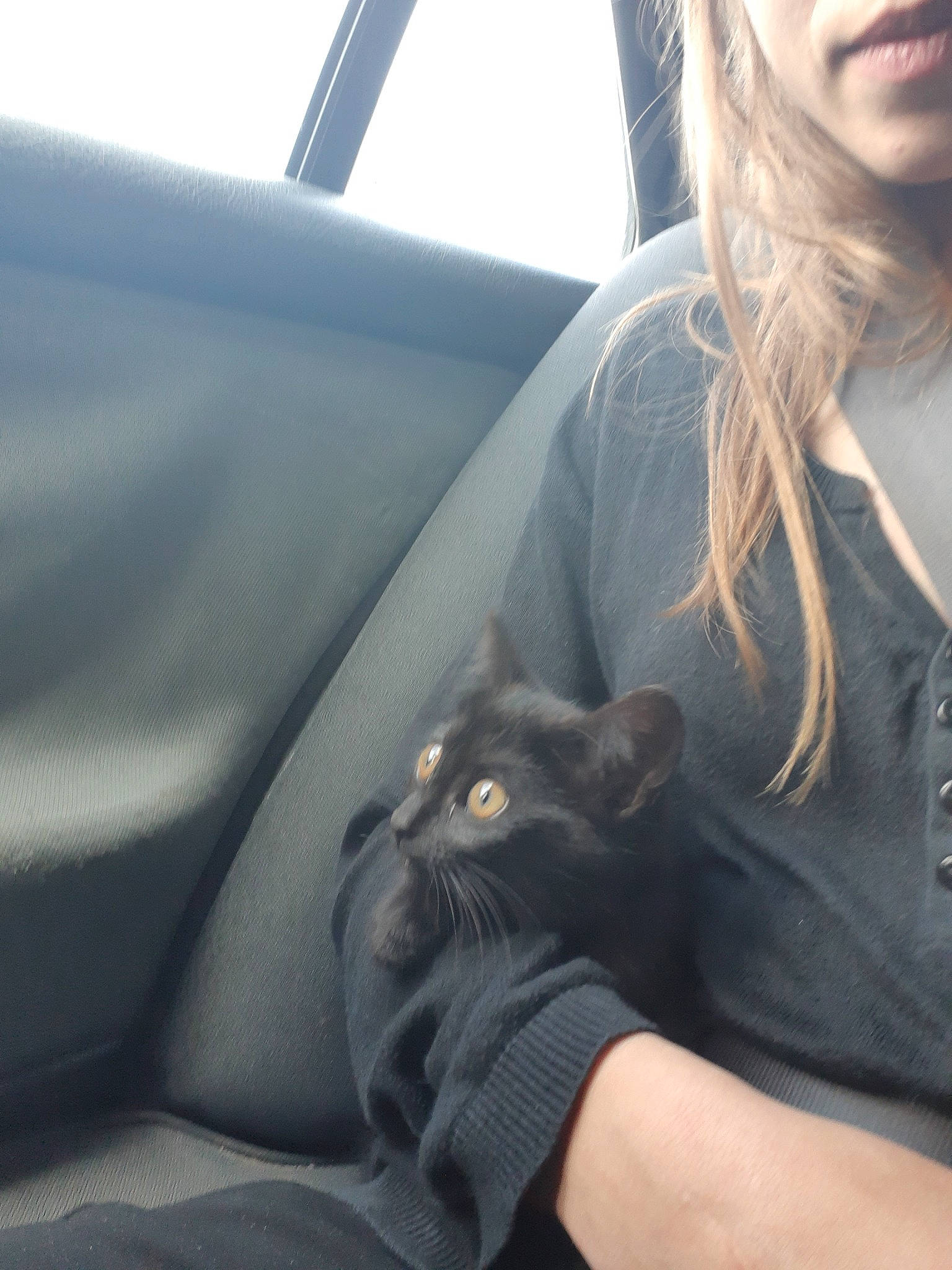 Plume participe au concours pour gagner de l'argent avec cette photo : black_cat, car, carnivore, cat, driving, ear, eye, felidae, fur, hand, kitten, leg, long_hair, neck, sitting, skin, small_to_medium_sized_cats, vehicle, vehicle_door, whiskers