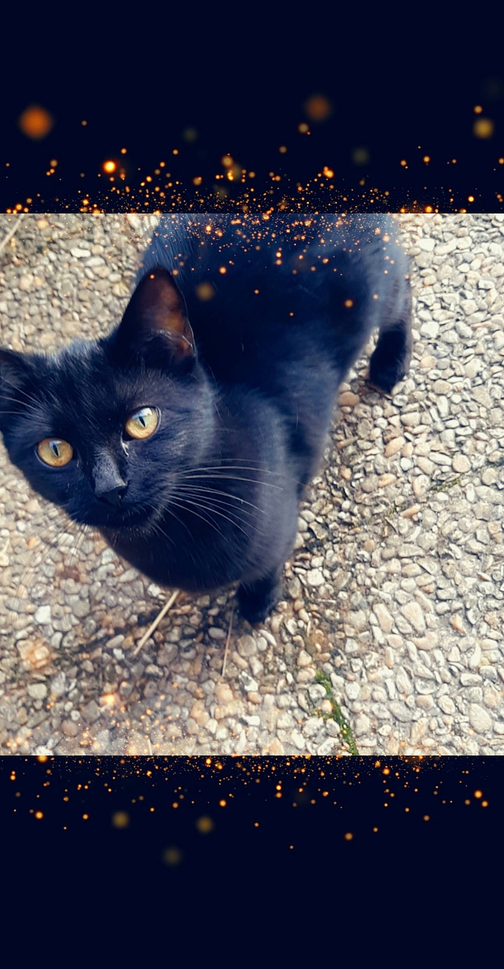 Plume a rejoint le concours — aidez-le/la à gagner de superbes lots ! black, black_and_white, black_cat, bombay, carnivore, cat, domestic_short_haired_cat, european_shorthair, eye, felidae, kitten, night, photography, shadow, sky, small_to_medium_sized_cats, snapshot, snout, tail, whiskers