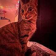Mike is registered to the contest to win money with this photo: cat, tabby, indoor, bedspread, pattern, string_lights, curious, feline, pet, whiskers, ears, fur, night, cozy, warm_light, animal, closeup, portrait, domestic_cat, resting