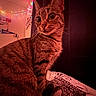 cat, tabby, indoor, bedspread, pattern, string_lights, curious, feline, pet, whiskers, ears, fur, night, cozy, warm_light, animal, closeup, portrait, domestic_cat, resting