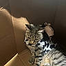 Mike joined the competition — help win amazing prizes! animal_clothing, cardboard_box, cat, costume, cow_pattern, curious, cute, domestic_cat, feline, indoor, paw, pet, plush_toy, resting, shadow, sitting, striped_fur, tabby_cat, toy, whiskers