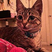 Mike is registered to the contest to win money with this photo: animal, bell, blanket, cat, close_up, collar, cozy, cute, domestic_animal, ears, eyes, feline, fur, indoor, mammal, pet, resting, soft, tabby_cat, whiskers