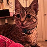 animal, bell, blanket, cat, close_up, collar, cozy, cute, domestic_animal, ears, eyes, feline, fur, indoor, mammal, pet, resting, soft, tabby_cat, whiskers