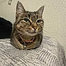 Mike joined the competition — help win amazing prizes! animal, bed, bell, blanket, cat, closeup, collar, comfort, domestic_animal, feline, fur, green_eyes, indoor, loaf, pet, resting, tabby, texture, wall, whiskers