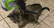 Mike is registered to the contest to win money with this photo: animal, bat_wings, black, bottled_water, brown, cat, costume, floor, household, indoor, juice_box, looking_down, orange, pet, plastic_bottles, playful, standing, striped, tabby_cat, tile_floor