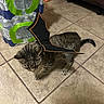 animal, bat_wings, black, bottled_water, brown, cat, costume, floor, household, indoor, juice_box, looking_down, orange, pet, plastic_bottles, playful, standing, striped, tabby_cat, tile_floor