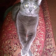 Leo is registered to the contest to win money with this photo: animal, carpet, cat, close_up, crossed_paws, cushion, domestic_cat, ears, feline, flash, grey_cat, home_interior, indoor, lying_down, patterned_fabric, pet, red_cushion, relaxed, tail, whiskers