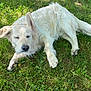 dog, white_dog, grass, outdoor, pet, animal, lying_down, floppy_ear, sleeping, sunlight, nature, canine, mammal, fur, relaxed, friendly, daylight, greenery, playful, adorable